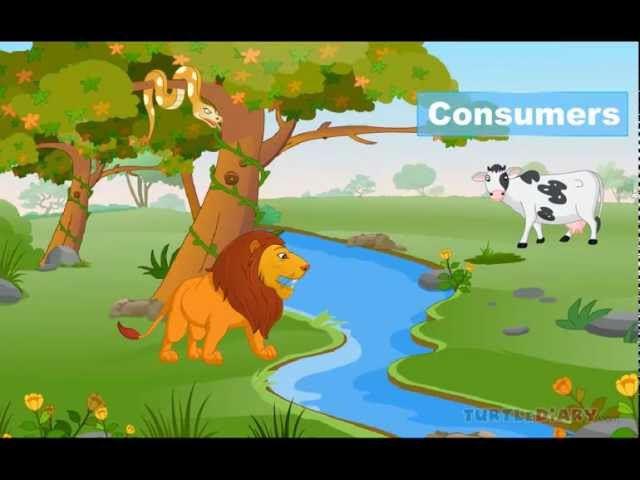 FOOD CHAIN | What Do Animals Eat & How Does It Work? *Animal Science for Kids*