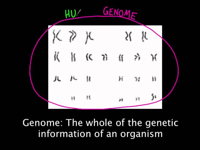3.1 The genome and human genome project