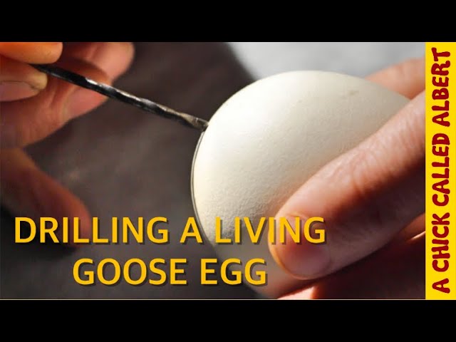 Drilling A Goose Egg to Save the Chick Inside