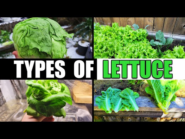 The 4 Types Of Lettuce - Garden Quickie Episode 121