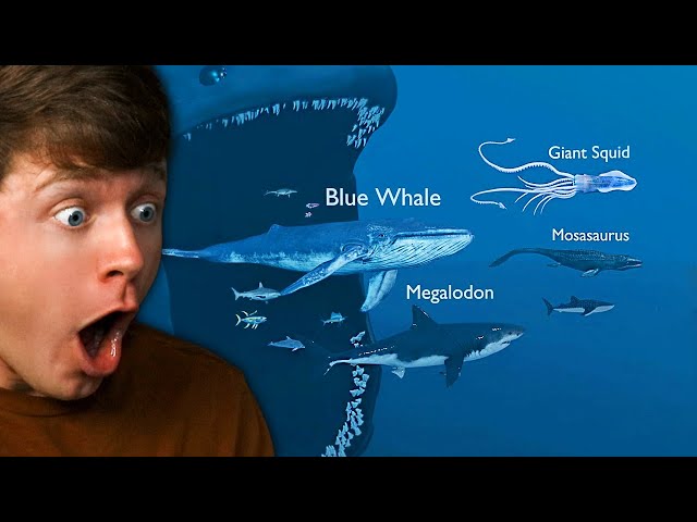 Reacting to BIGGEST Sea Monster SIZE COMPARISON!