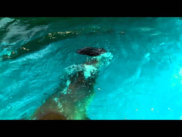 Sea Lion Duke Turns 27 - Cincinnati Zoo