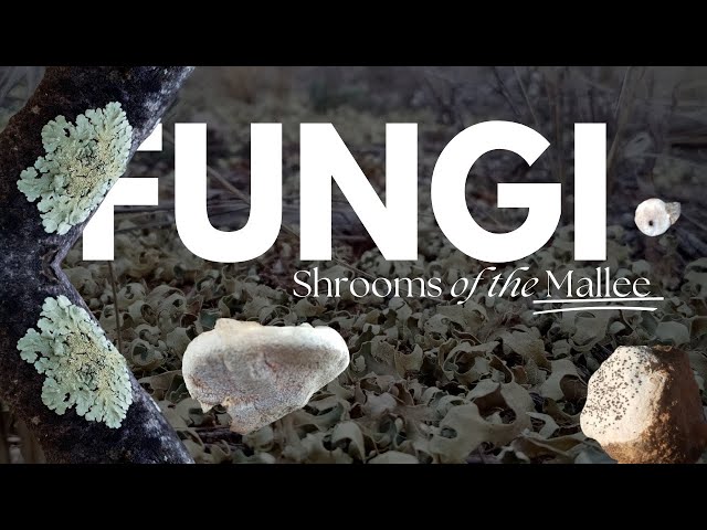 Mushrooms of the Mallee | Hunting Australian Fungi in the Wild