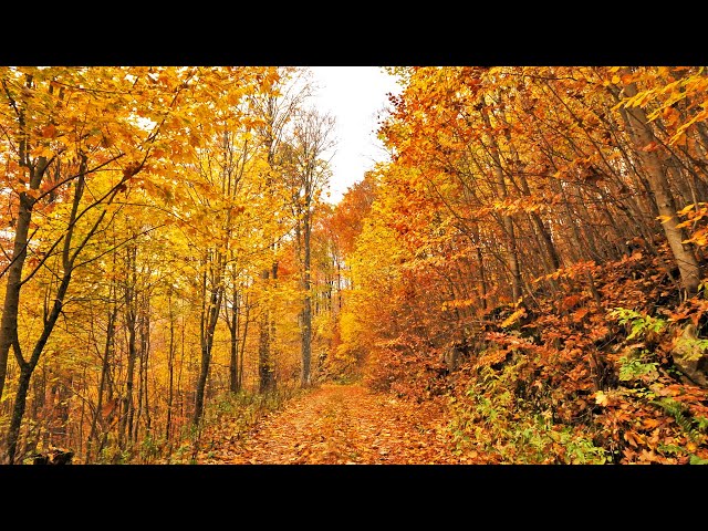 Relaxing Virtual Drive Around Incredible Autumn Forest Full Of Colours