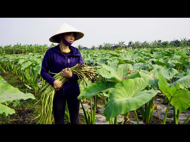 Harvest taro sprouts in Garden, Goes to the market sell