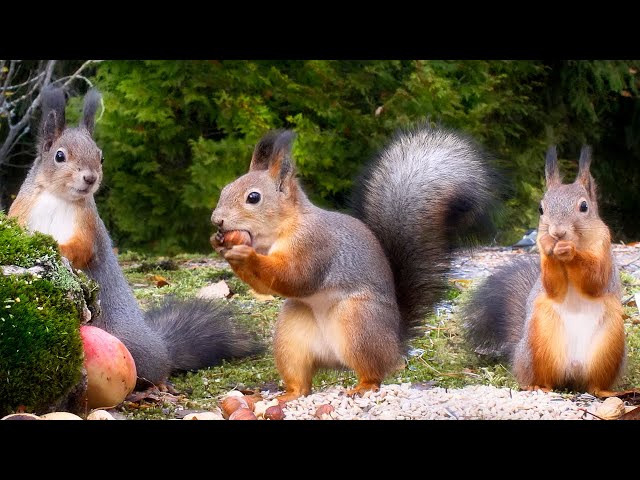 Squirrel Fun All Day Long - The Best of🐿️🐿️ 10 Hours Cat & Dog TV