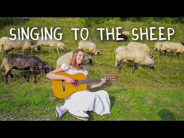somewhere only we know - keane (cover) 🐑 singing to the sheep