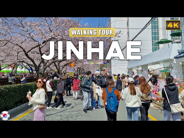 Jinhae KOREA - Cherry Blossom Festival Gunhangje 2024