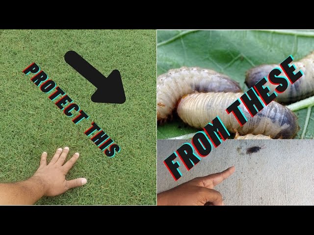Prevent and get rid of bugs in yard simplified // Kill and prevent all major bugs