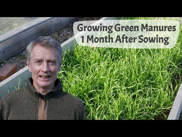 Growing Green Manures - Part 2, Green Manure Plants One Month After Sowing Seed