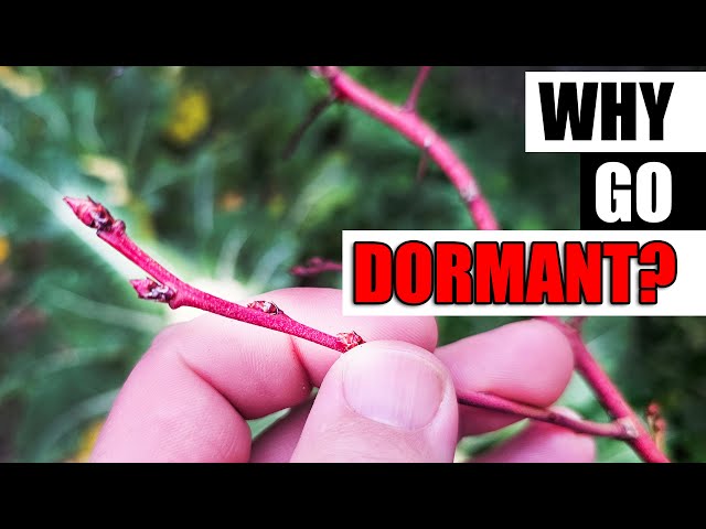 Why Do Plants Go Dormant? - Garden Quickie Episode 182