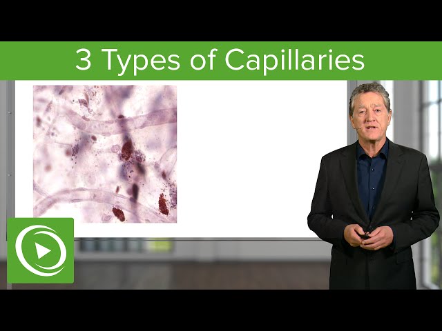 Capillaries: Continous, Fenestrated & Discontinous  – Histology | Lecturio