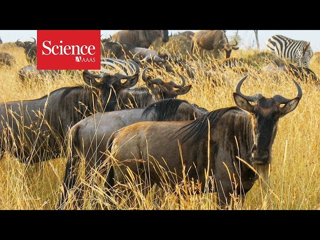 Every year, thousands of drowned wildebeest feed this African ecosystem