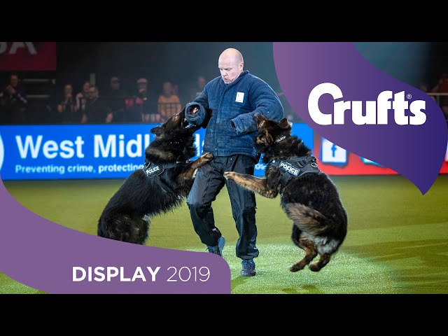 Sound The Alarm! The West Midlands Police Dog Display Are Back... | Crufts 2019