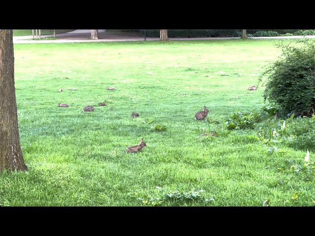 🇩🇪 Düsseldorf 💫 Reality 💫 Rabbits in Hofgarten 💫 27,73 ha, planned in 1769 by Nicolas de Pigage 💫