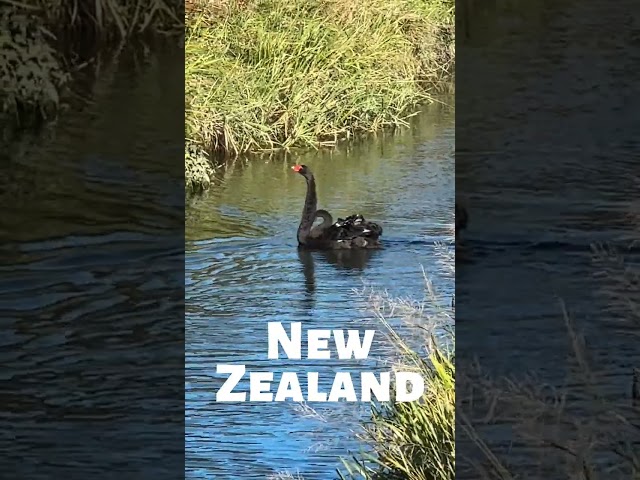 Wild BLACK SWANS in New Zealand | Retirement Travelers #shorts