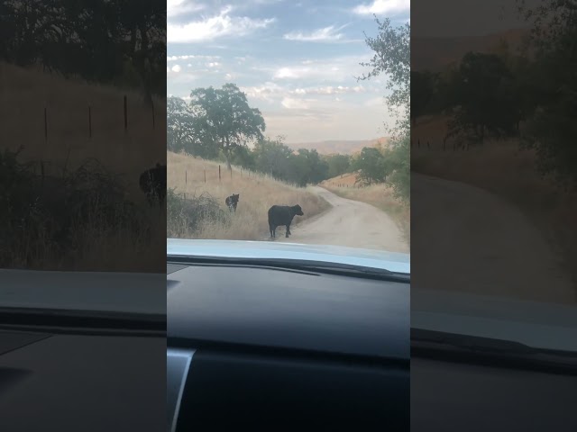 Cows On The Road