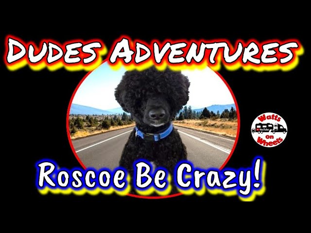 🐾 Dude and Roscoe on the Island // Roscoe Be Crazy!