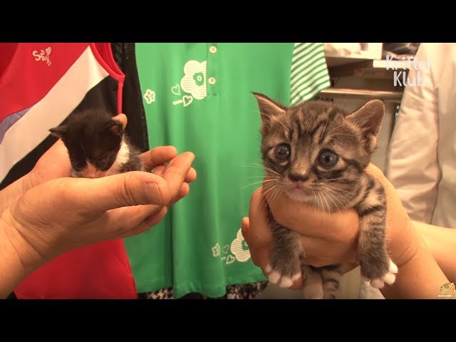 Kitten Finally Found Her Mother (Part 2) | Kritter Klub