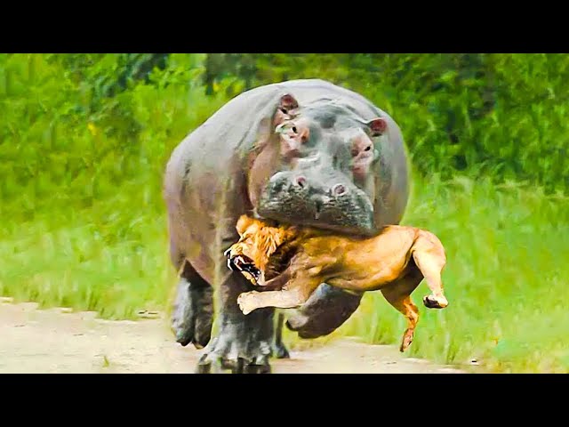 45 Times Animals Messed With Wrong Opponents !