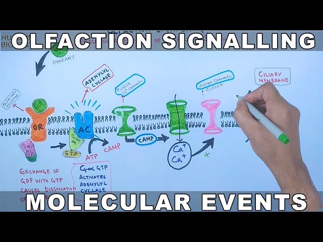 Olfaction Signalling | Molecular Events of Olfaction Signalling