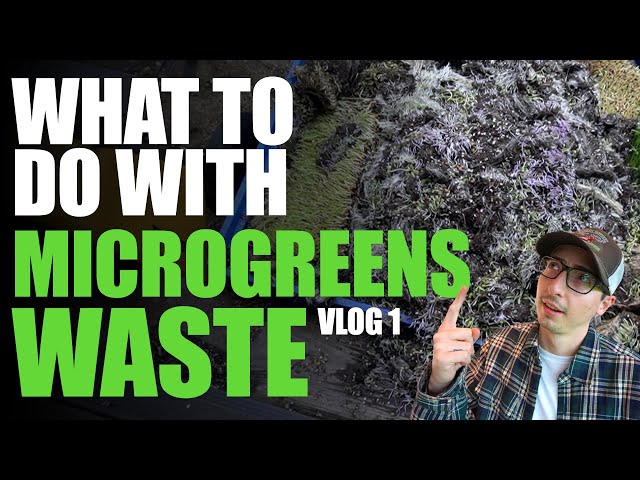 What To Do With Microgreens SOIL/ROOTS/WASTE After Harvest | VLOG 1