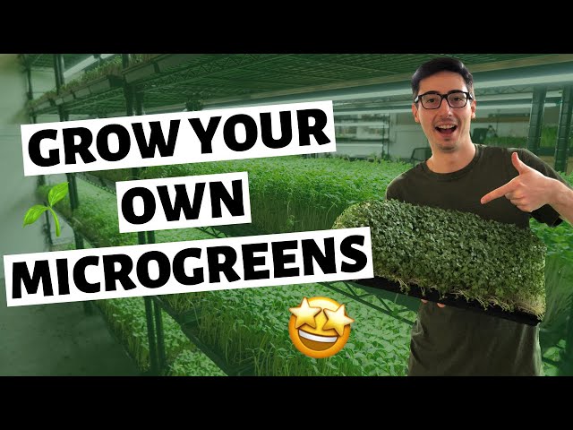 How To Grow Microgreens Indoors (SEED to HARVEST)
