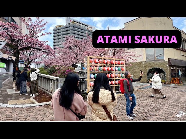 ATAMI, SHIZUOKA, JAPAN 🇯🇵 [4K] Atami Zakura Cherry Blossom —  FEBRUARY 2024