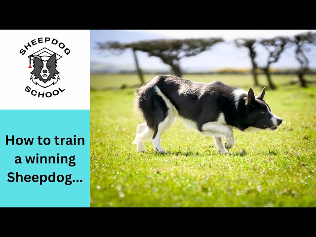 Sheepdog School's Flute - How to train a Sheepdog