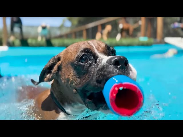 Mood Lifting Video of Rescue Dogs in Swimming Pool | Farm Family Simple Life | Happy Dog Videos