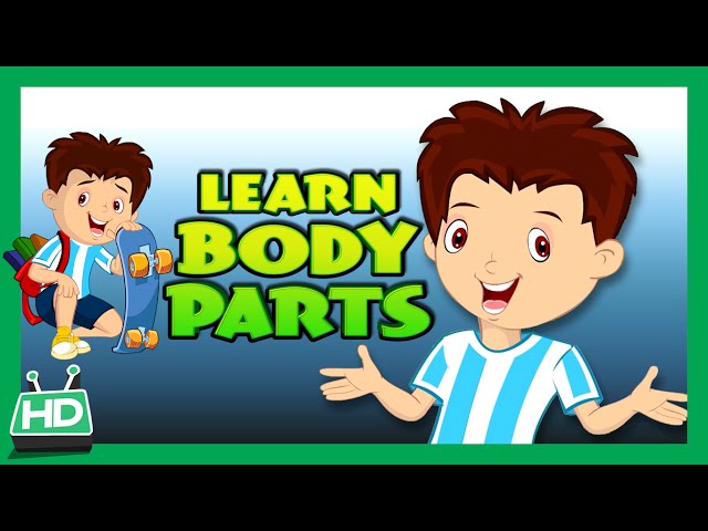 Body Parts for Kids Learning | Human Body Parts for Kids | KIDS HUT