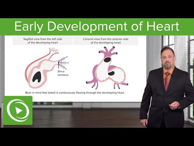 Development of the Vertebrae: Sclerotome, Ribs & Sternum – Embryology | Lecturio