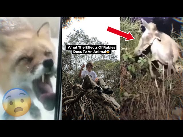 What Rabies Does To An Animal…😨 // Tcezy TikTok Compilation