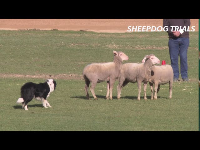 2019 Sheep Dog Trials | Royal Adelaide Show