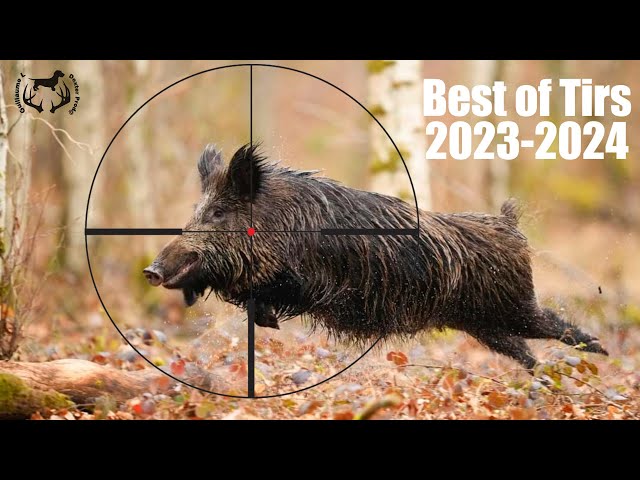 BEST OF WILD SHOTS 2023-2024 - DexterProd@