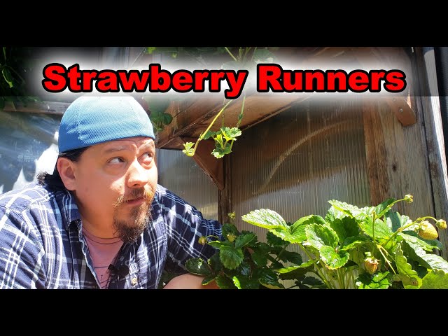Strawberry Runners Explained, How To Grow Strawberries From Runners