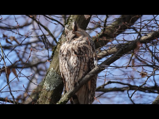Tübingen‘s long-eared owls