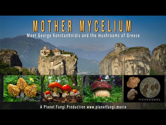MOTHER MYCELIUM - The Mushrooms of Greece