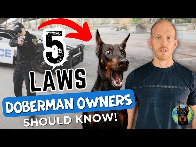 Doberman Owners May Be UNKNOWINGLY Breaking the Law—Here’s How