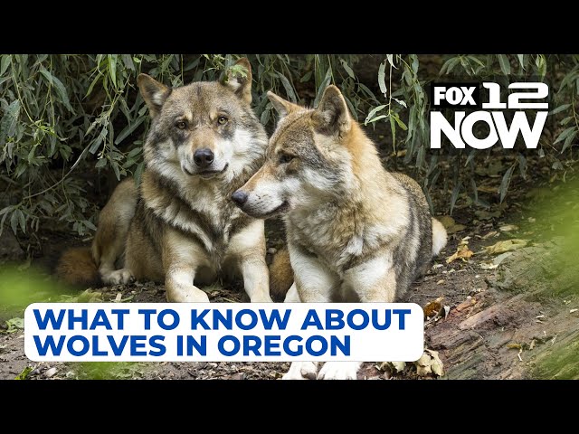 Michelle Dennehy from the ODFW discusses Oregon's wolf population