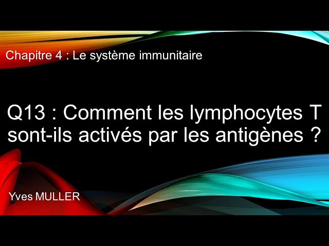 Chap 4 : Le système immunitaire - Q13 : Comment les lymphocytes T sont activés par les antigènes?