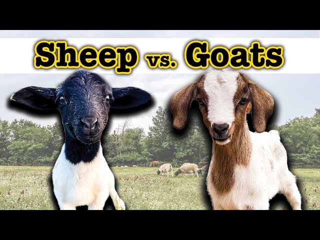 I RAISED GOATS FOR A YEAR (and THIS surprised me) 🤯  Homesteading Farming Sheep Goat Comparison