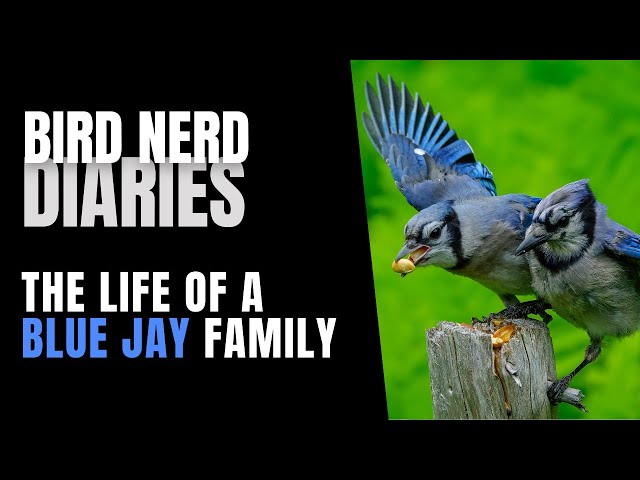 Life Of A Blue Jay Family | Bird Nerd Diaries