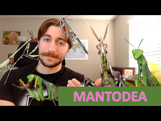 Mantodea: The Mantids - Order Spotlight