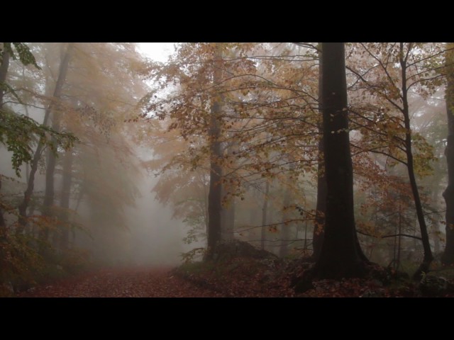 Relaxing Autumn Forest / Leaves Falling From Trees, Fog and Rain in Colorful Forest / 8 Hours