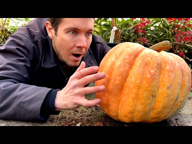 Growing the "not so" GIANT PUMPKIN | Germinating and Growing Giant Pumpkin Seeds