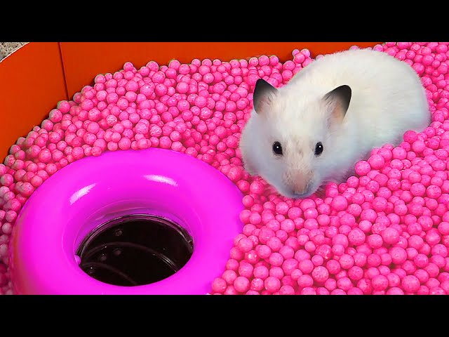 Hamster Ball pool Maze