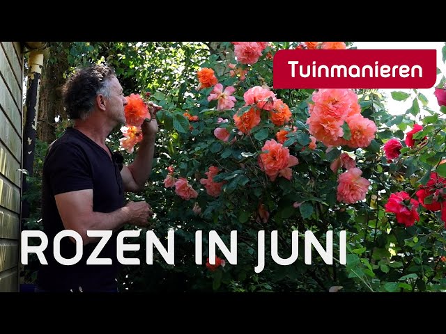 Rozen in juni | Hoe verzorg je je rozen? | Tuinmanieren