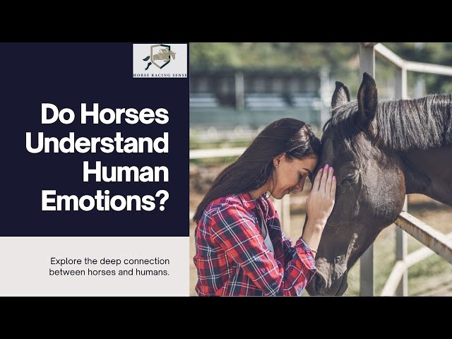 Do Horses Understand Human Emotions?