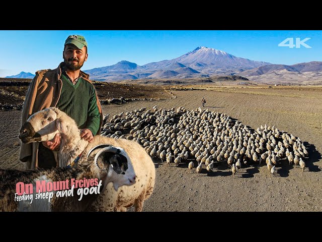 Feeding Sheep and Goats at the Foot of Mount Erciyes | Documentary ▫️4K▫️
